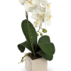 pianta di orchidea bianca