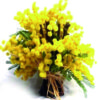 bouquet di mimosa