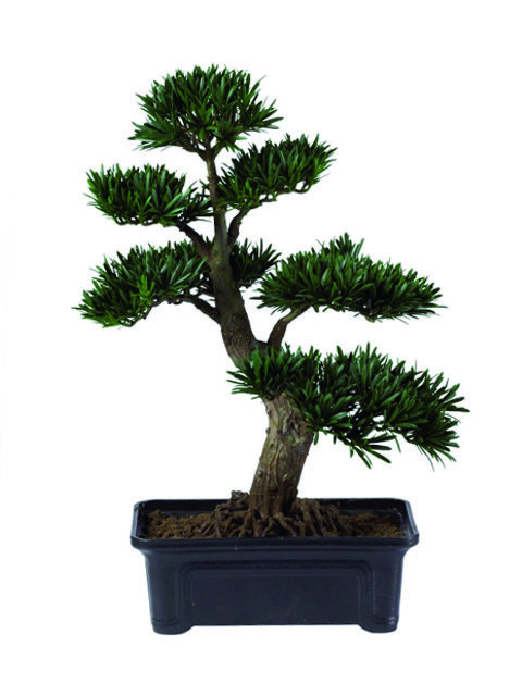 Pianta bonsai