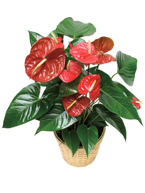 pianta di anthurium