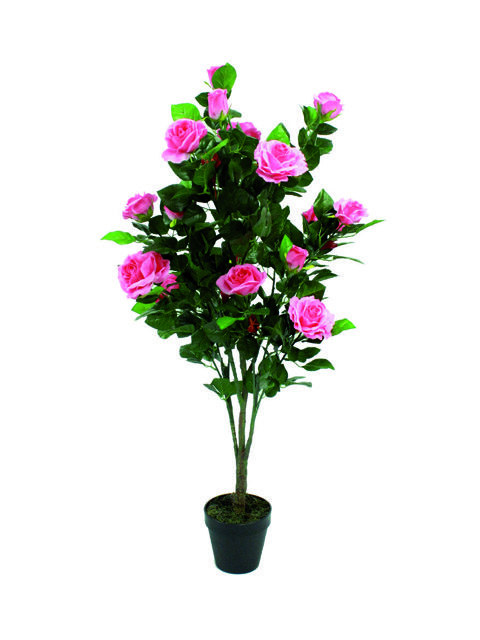 piante di rose rosa