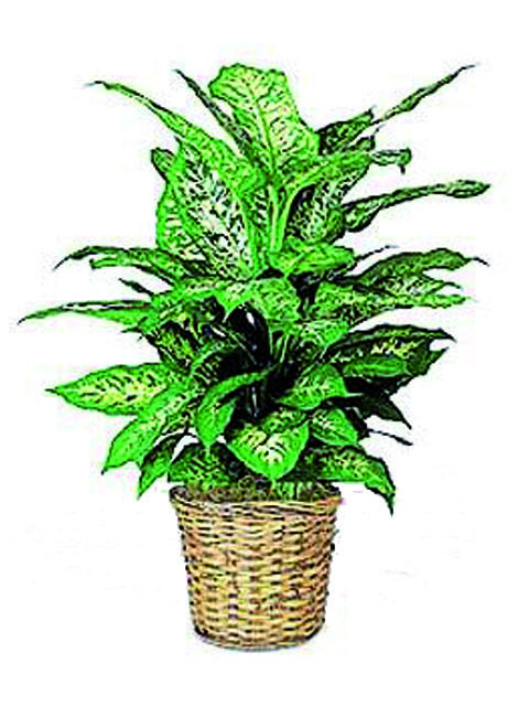 dieffenbachia