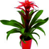 piante di guzmania