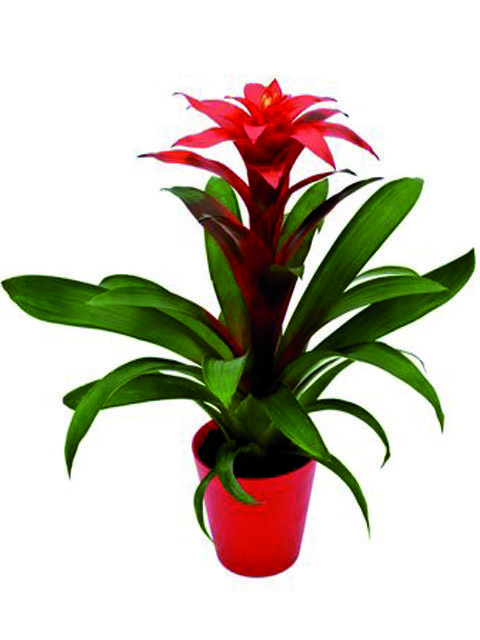 piante di guzmania