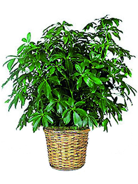 pianta schefflera