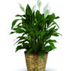 pianta di spathiphyllum