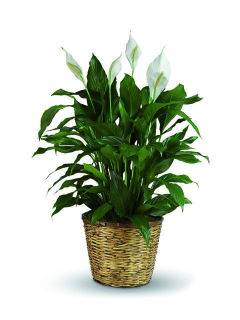 pianta di spathiphyllum