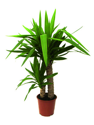 pianta yucca