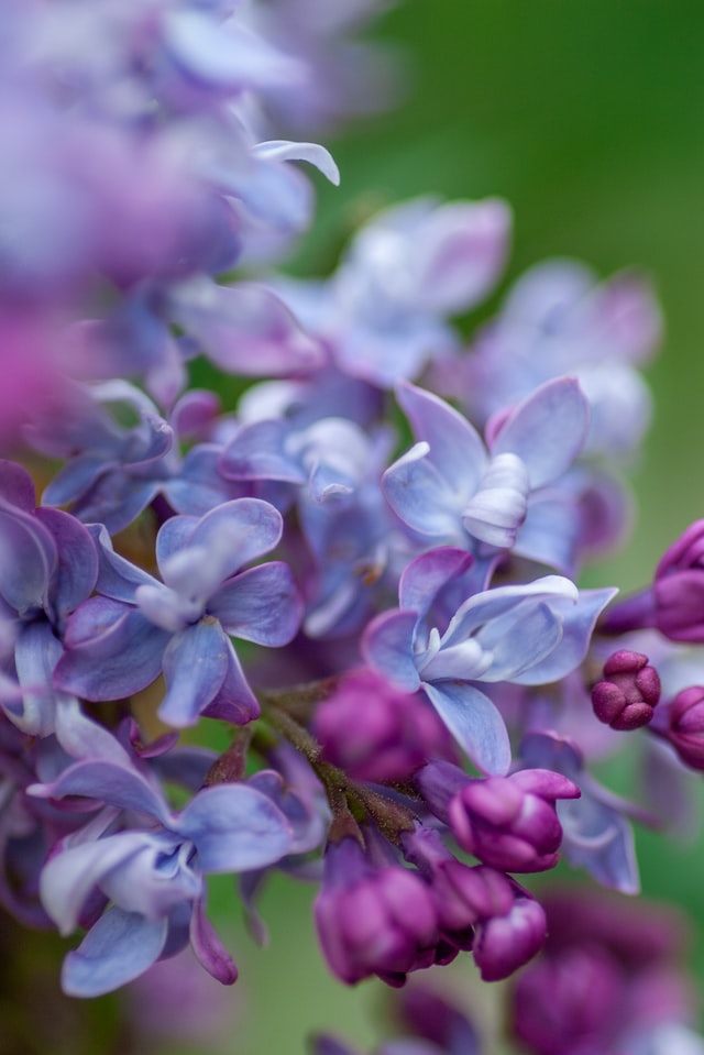 i fiori di lilla