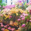 il fioraio on line