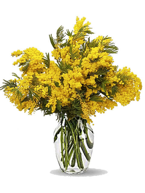 bouquet di mimosa 8 marzo