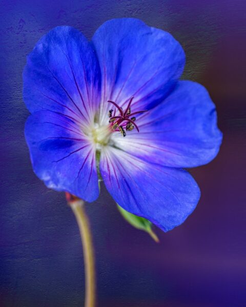 fiori blu
