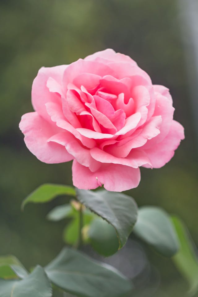 i fiori più richiesti