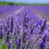 pianta di lavanda benefici