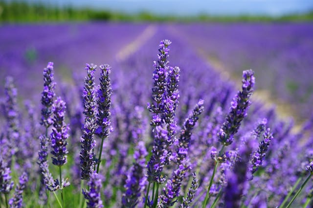 pianta di lavanda benefici