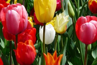 bouquet di fiori colorati