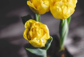 bulbi di tulipani facili da coltivare