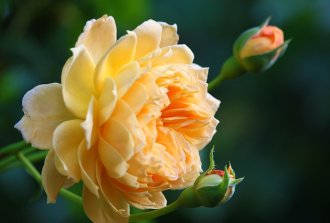 come coltivare i fiori in casa