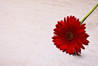 fiore per san valentino