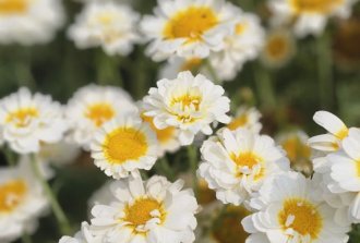 fiori che simboleggiano la rinascita