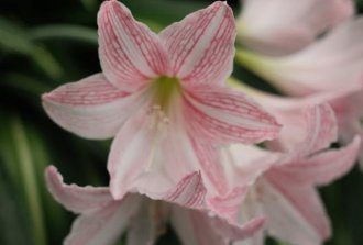 fiori di stagione per ogni mese