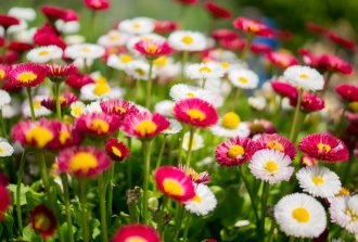 fiori e cioccolatini per la festa del papà