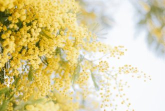 mimosa come prendersi cura