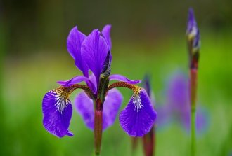 ogni fiore ha un significato unico