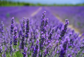 pianta di lavanda benefici