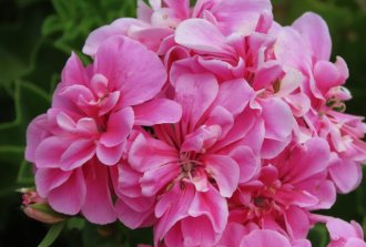 idee decorative per balconi e giardini