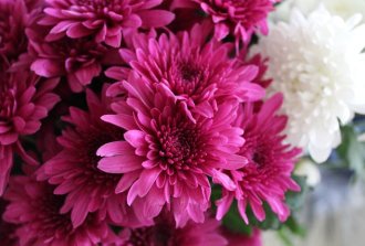 piante per balconi in autunno