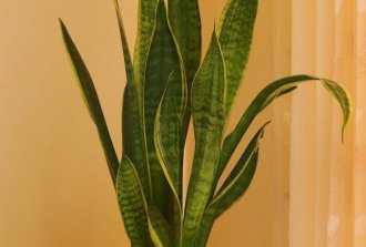 piante per case poco illuminate