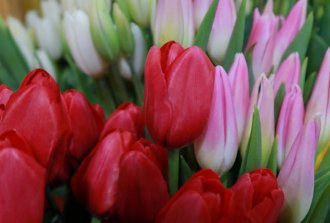 primavera quali sono i primi fiori che sbocciano