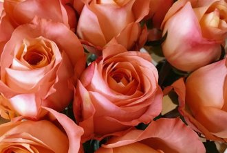 quali fiori regalare per augurare una pronta guarigione