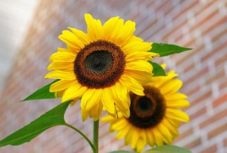 regalare fiori ad un compleanno