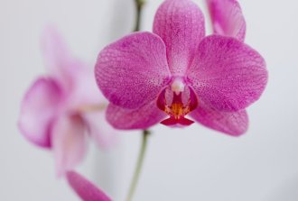 segreti per non far morire le orchidee