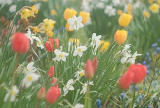 tulipani e narcisi