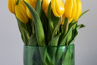 curiosità sui tulipani